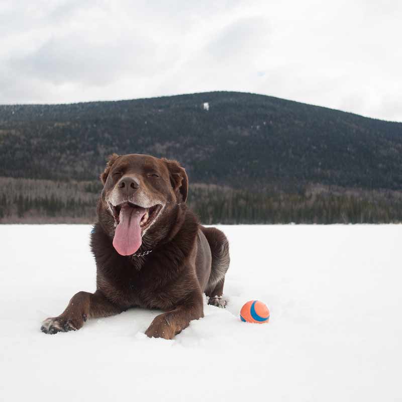 Dog Ball Cropped Dog Ball Cropped