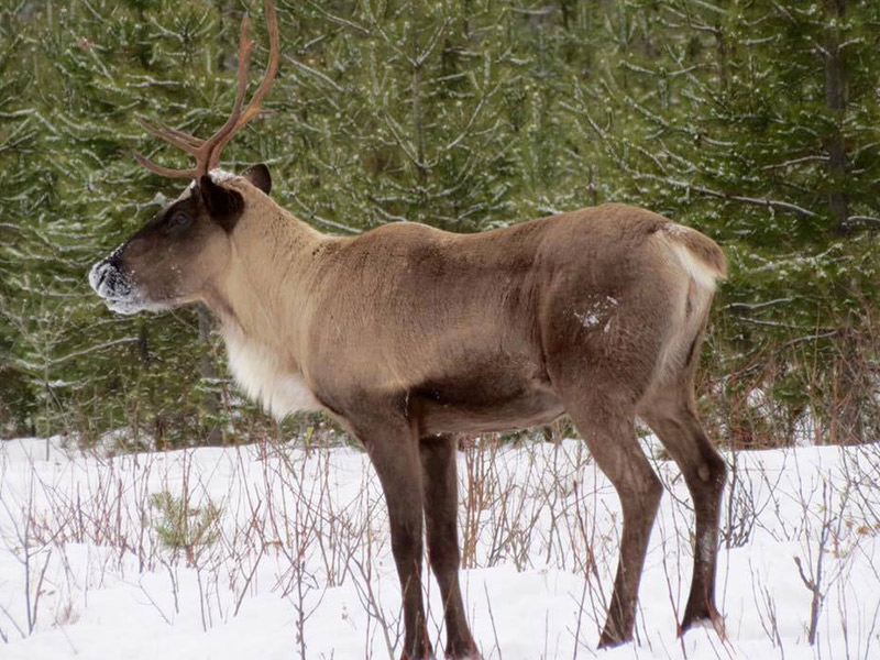Caribou caribou