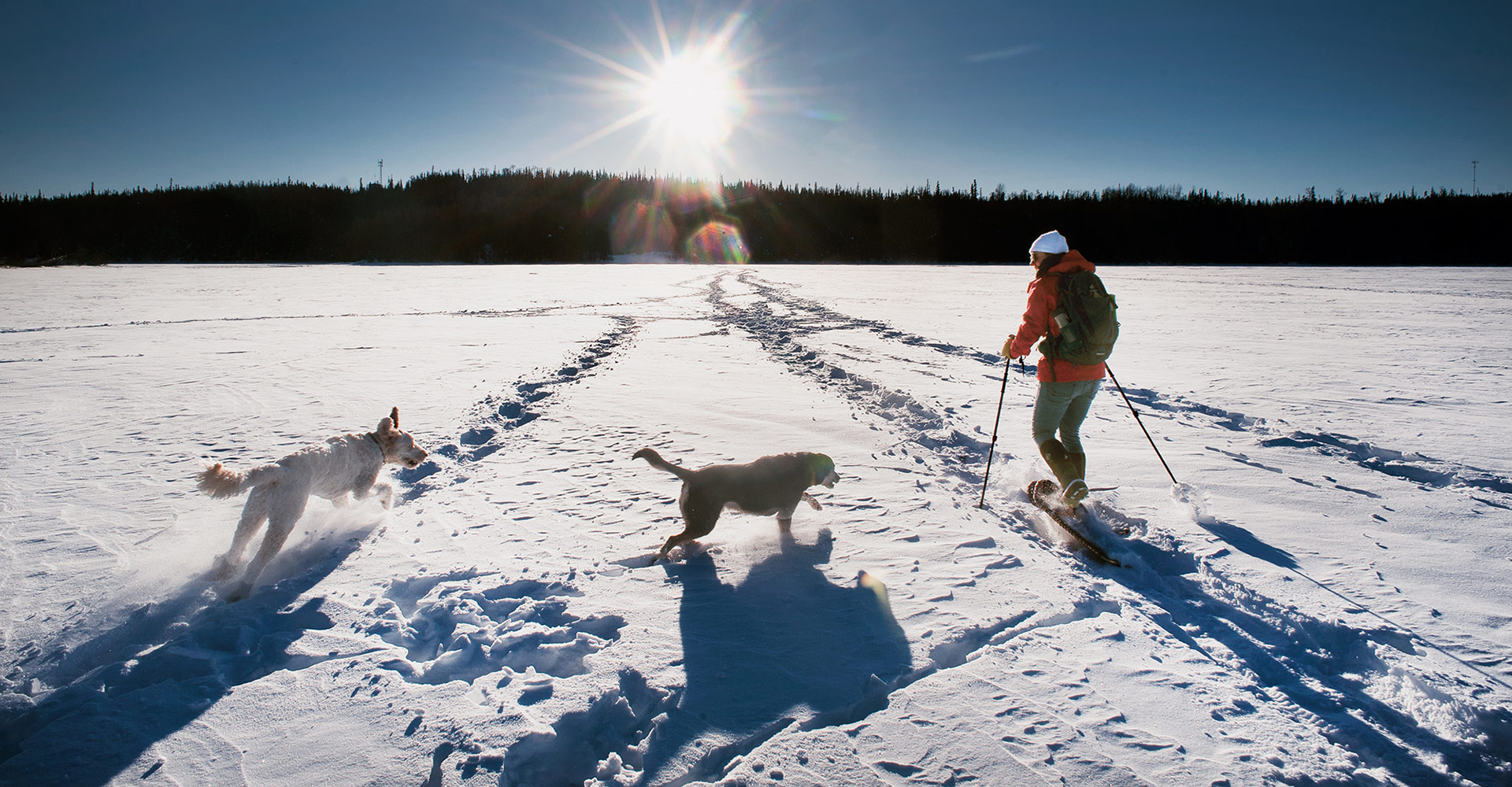 snowshoe dogs