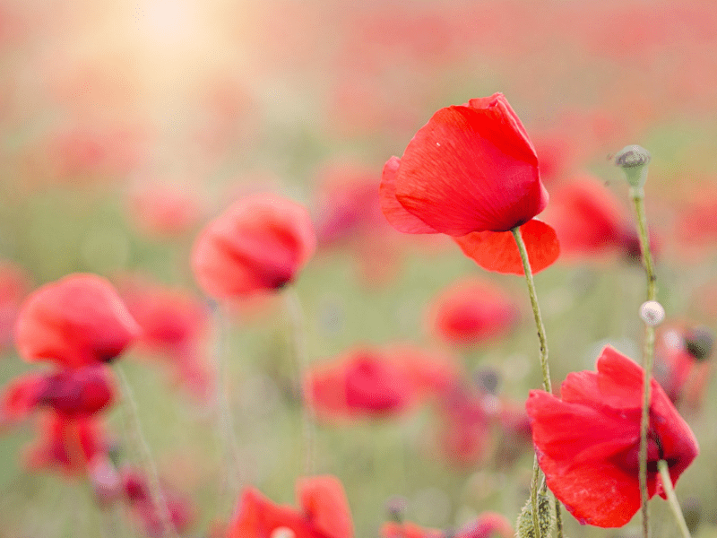 Poppies Poppies