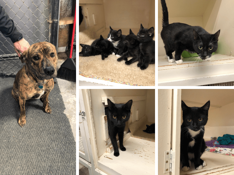 Cats & Dogs for Adoption