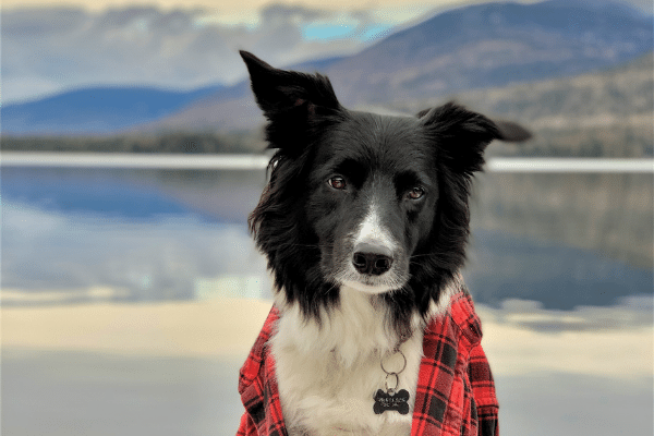 Plaid Friday - Bandit