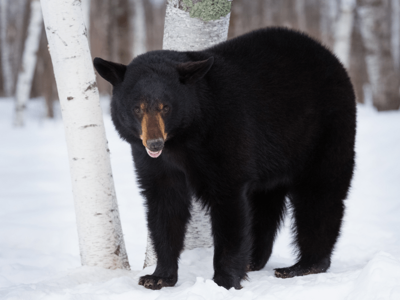 Black bear standing in front of a tree in the snow