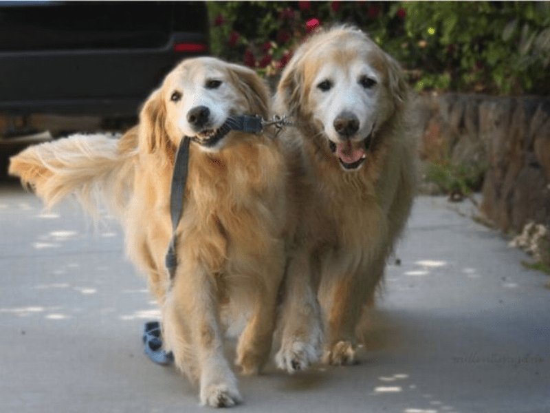 Dogs Walking Each Other