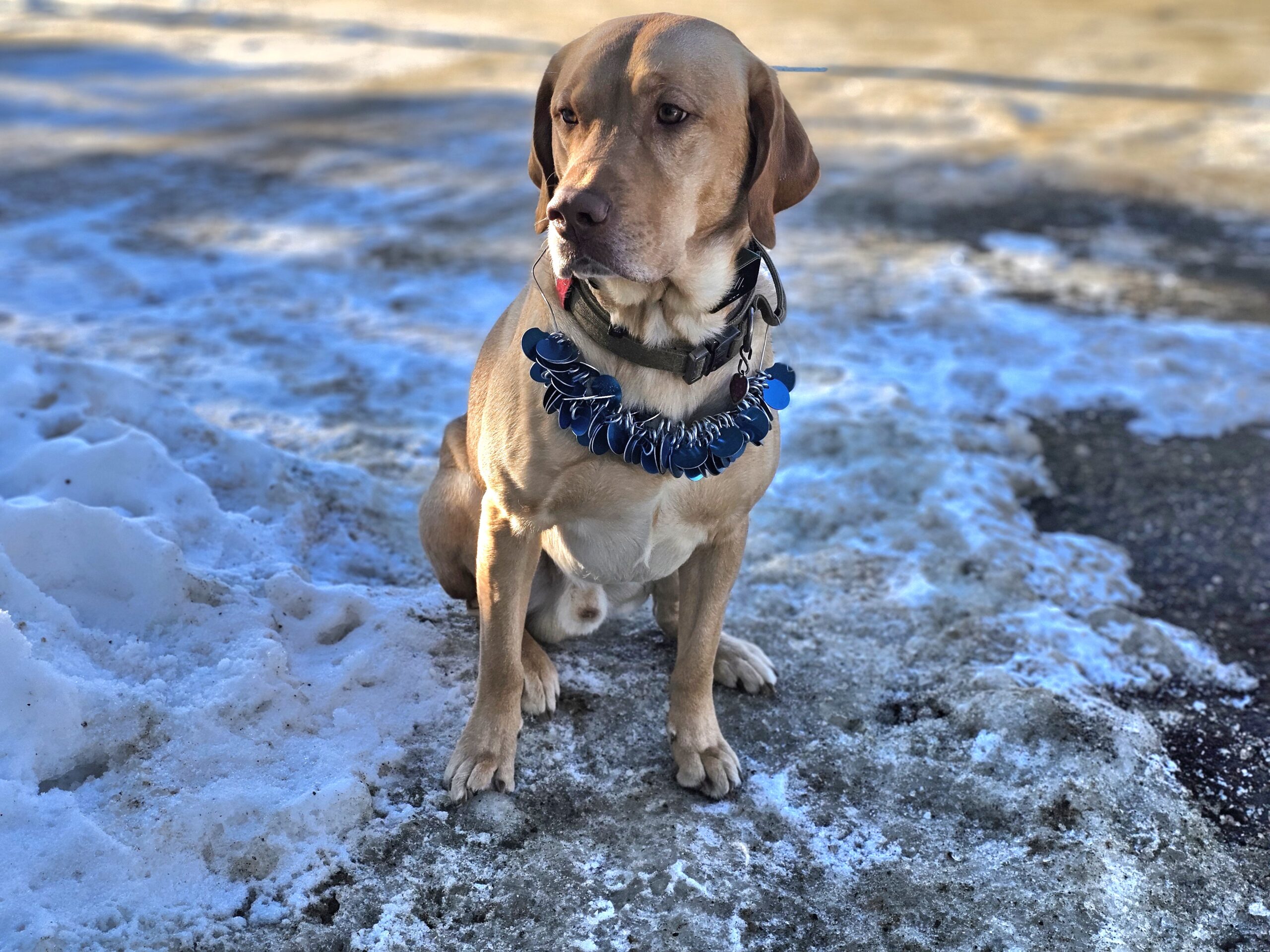 a fashionable yellow lab models dog tags sitting in the snow