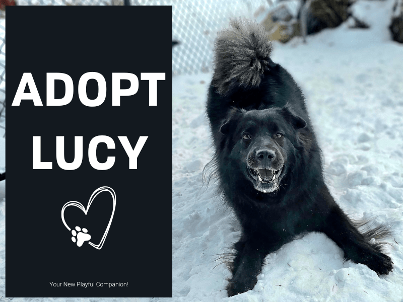 Adopt Lucy