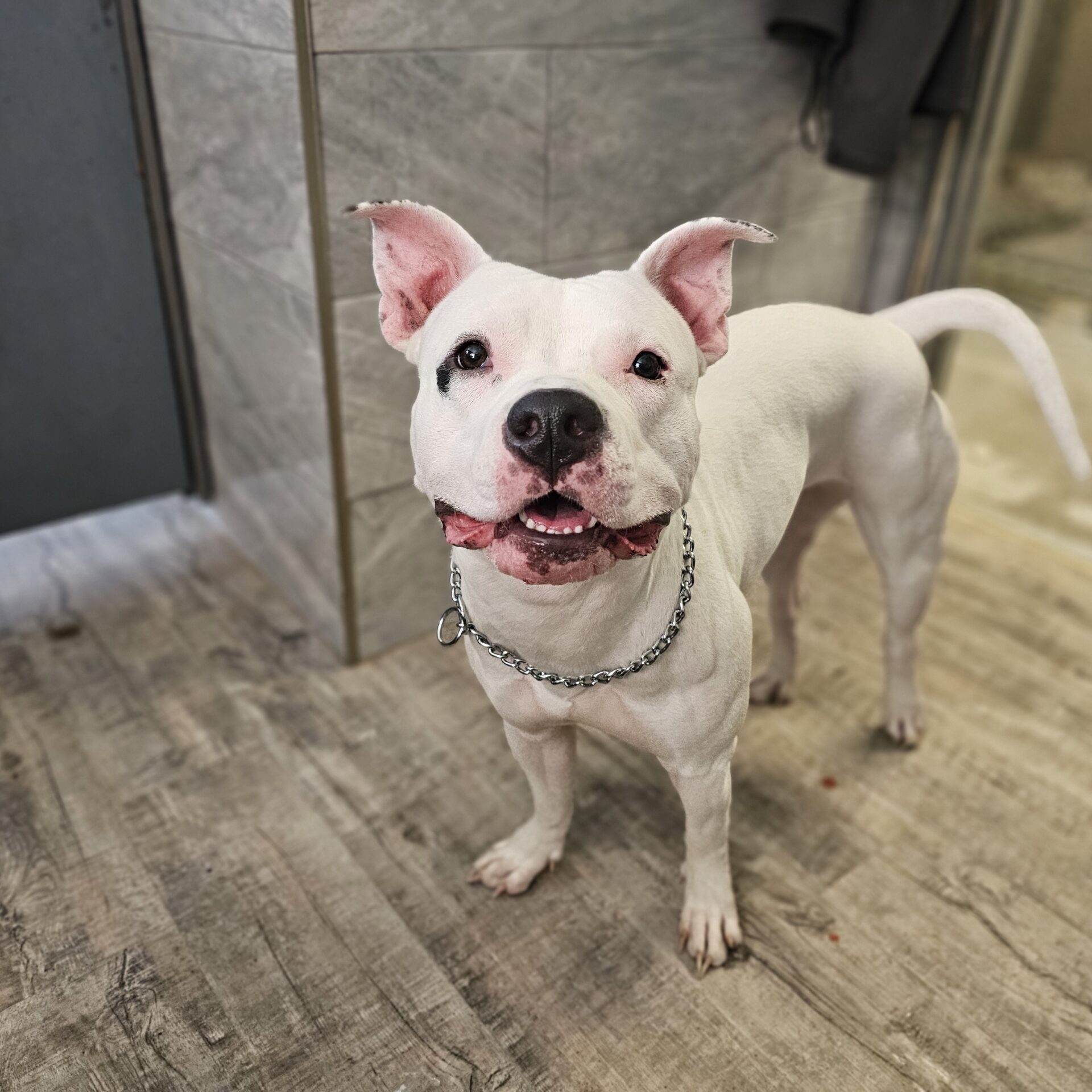 Ghost Up for Adoption