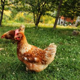 backyard-chickens