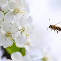 bee-blossom